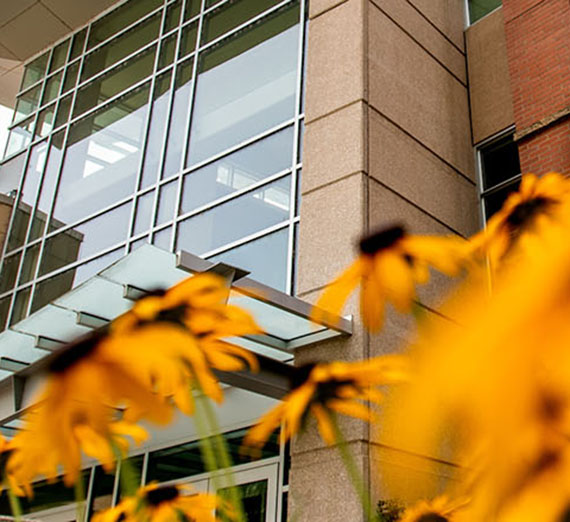 Flowers in foreground with large building behind 