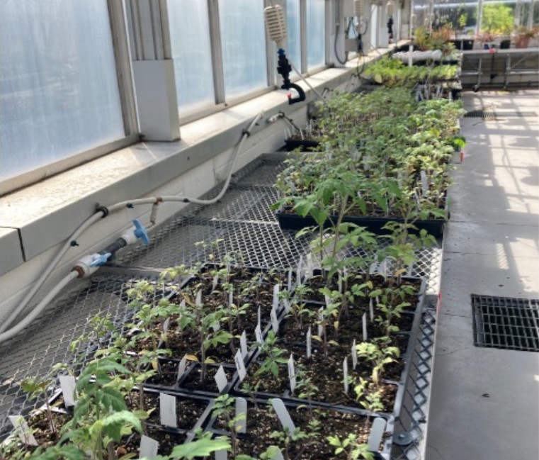 A row of plants in the Hughes Greenhouse 