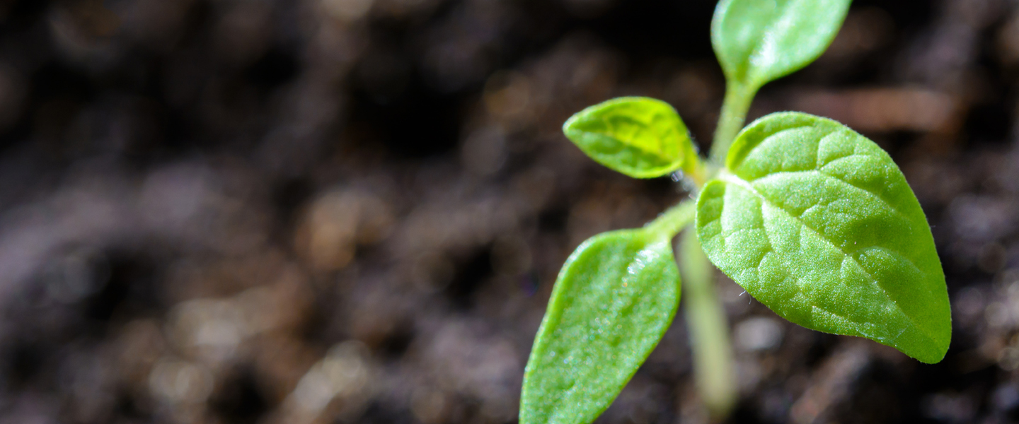 Green sprout closeup