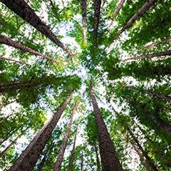 Looking up through the trees of a dense forest