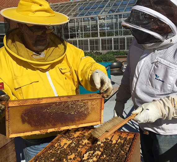 Bees at Hemmingson Apiary