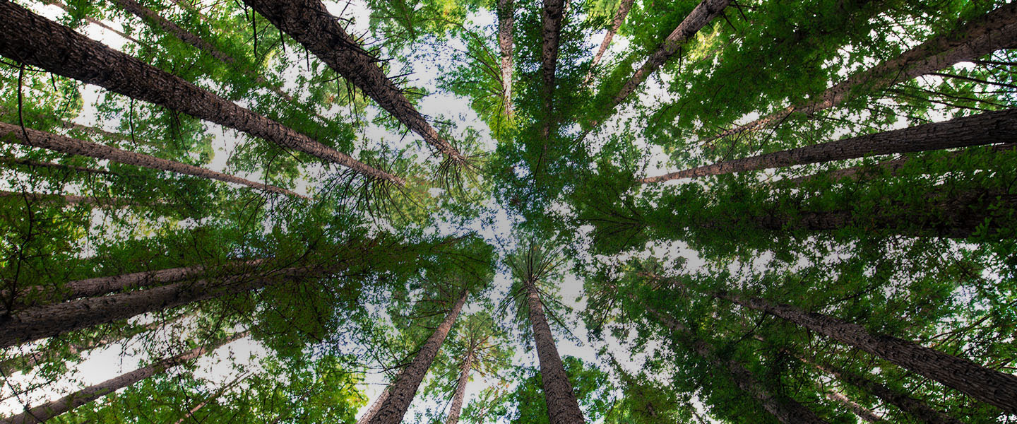Looking up through the trees of a dense forest