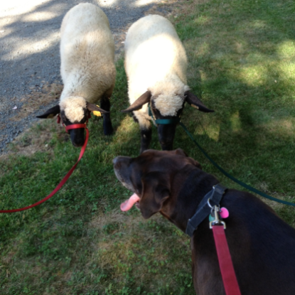 A brown dog on a red leash with two sheep, also on leashes. 