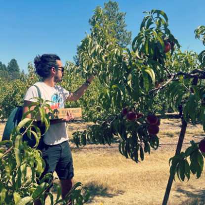 Joseph Vignone, Ph.D. picking peaches in an orchard.