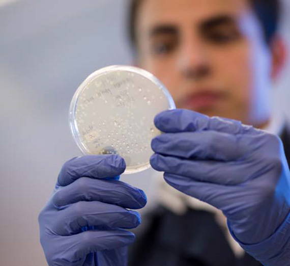 Student viewing a Petri dish