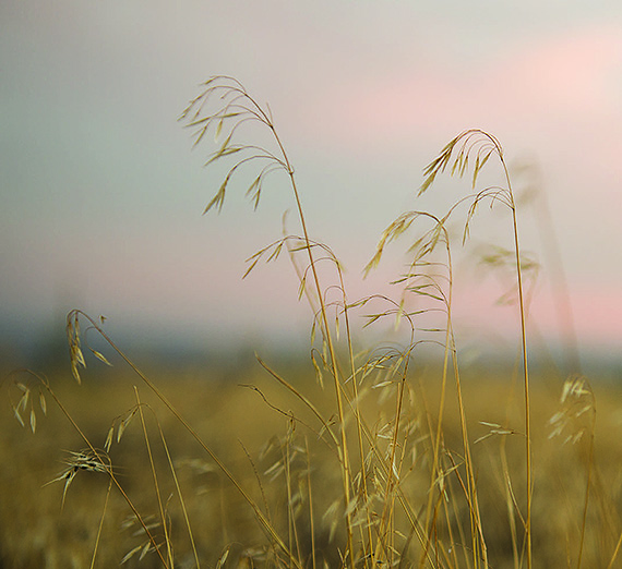 The sun sets behind blowing grass