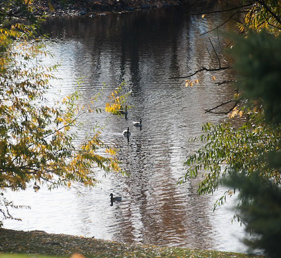 Lake with ducks  