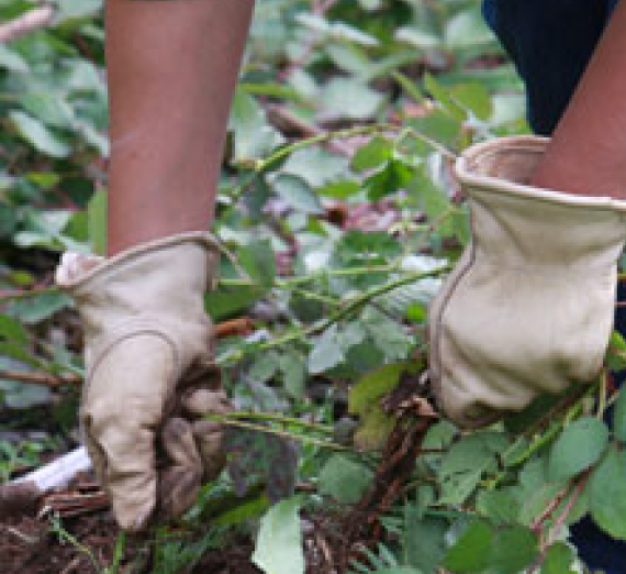 Gloved hands pulls weeds from a dirt ground.