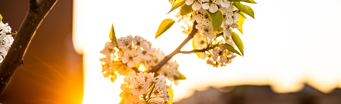 Flower with sunset in background.