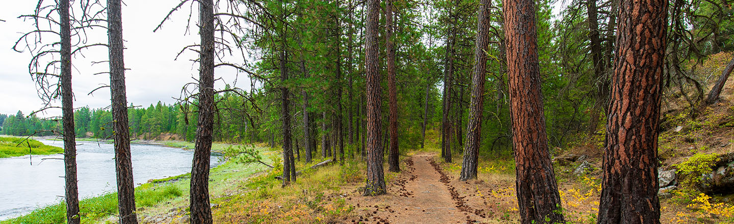 A hiking path along the Spokane river in a Ponderosa forest