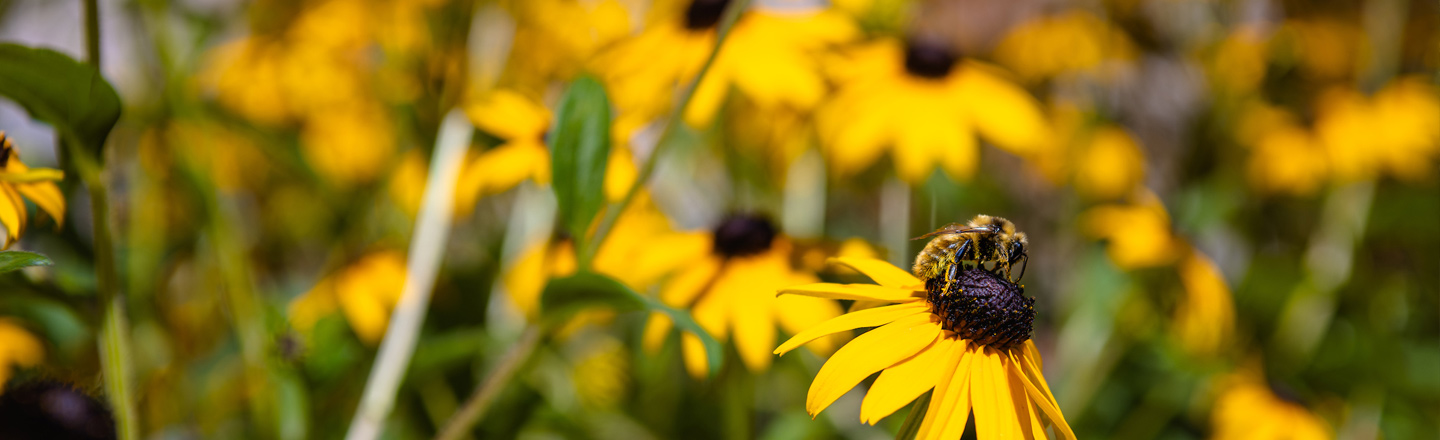 A honeybee collects pollen from a black-eyed susan flower