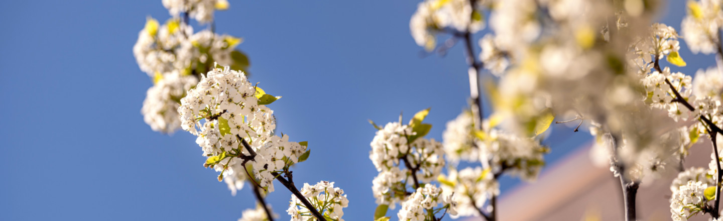 White blossoms with the sky in the background