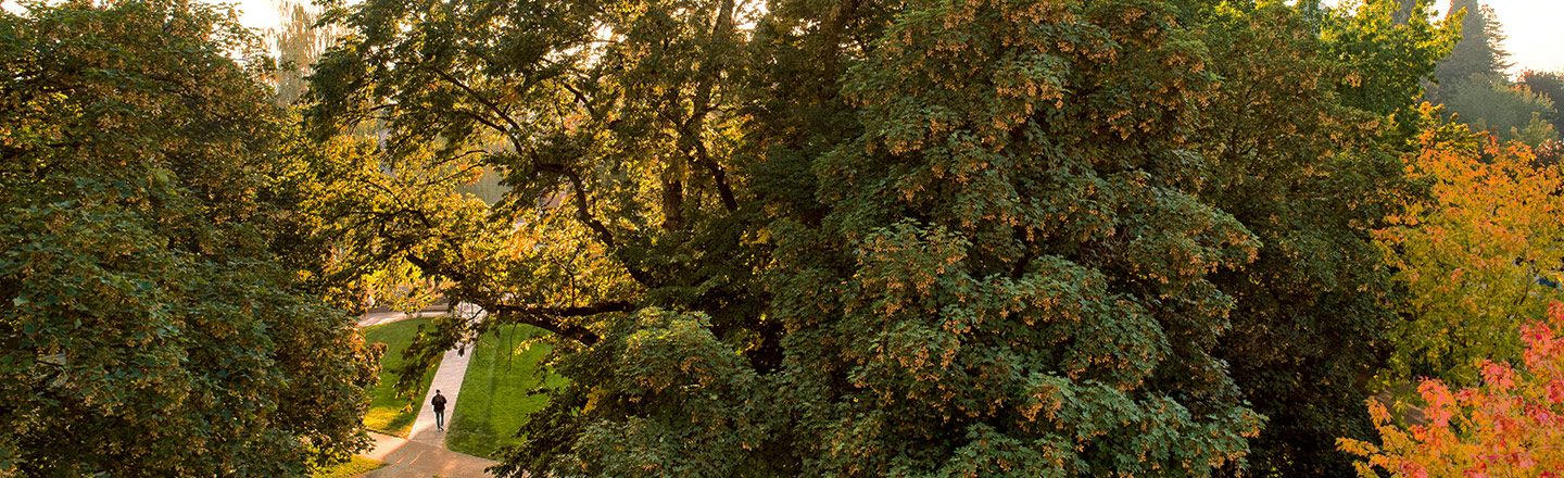 A person walk's beneath fall foliage on Gonzaga's campus.