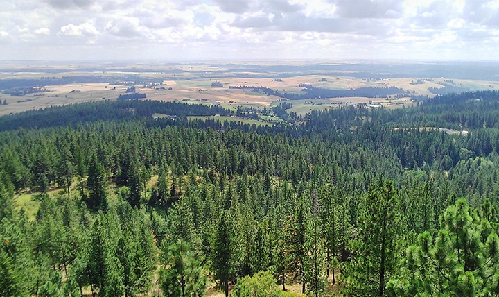 A view of the pine tree forest over the city of Spokane. 