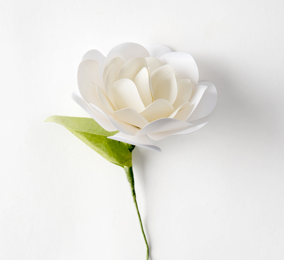 White paper rose