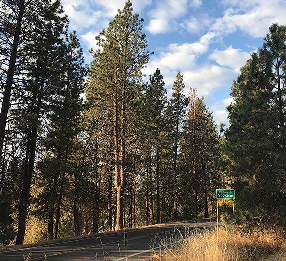 Ponderosa pine trees line a road outside Spokane. 