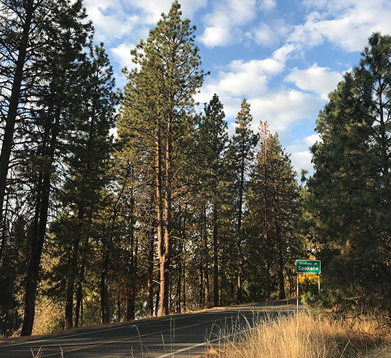 Ponderosa pine trees line a road outside Spokane.  