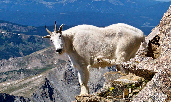 A mountain goat surveys the scene at the top of a mountain. 