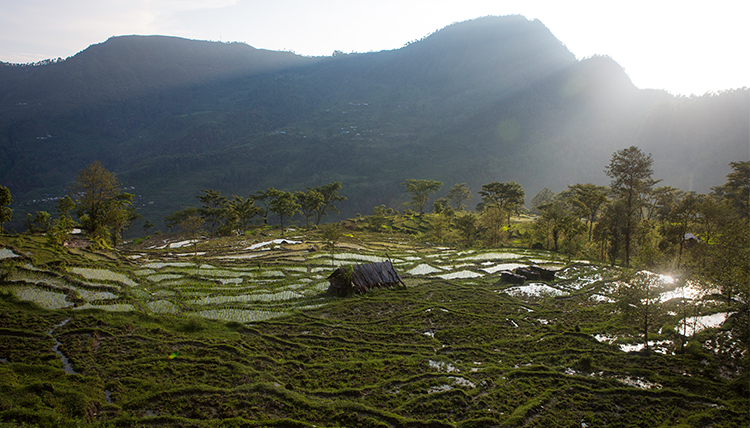 rice fields in Nepal photo by Eli Francovich