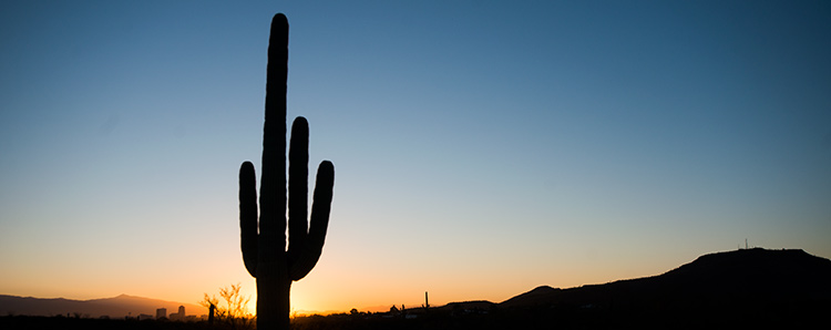 A saguaro cactus stands silhouetted in the wilderness