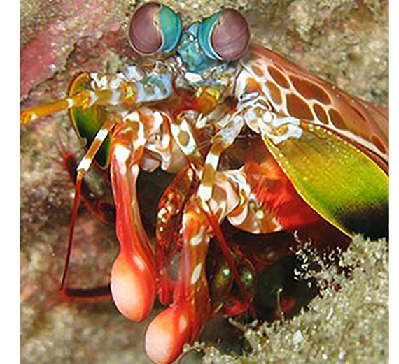 Peacock Mantis Shrimp