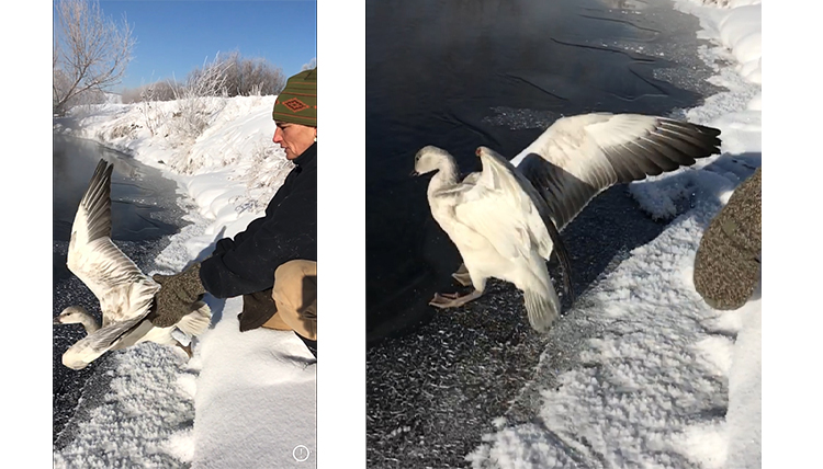 snow goose set free near Butte Montana