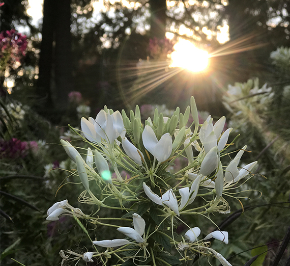 flowers below a sunrise