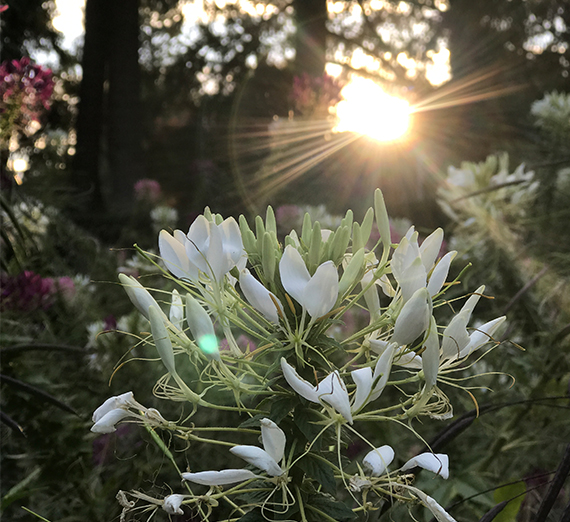 flowers below a sunrise 