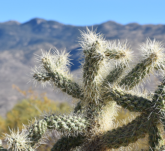 cactus in Sonoran Desert