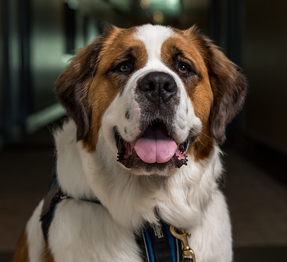 Lucy the service dog.