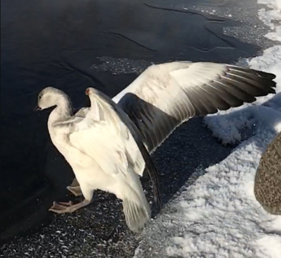 Snowgoose maimed in environmental disaster is restored to health and set free in Montana