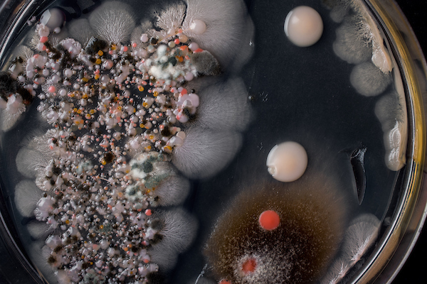 Close up of petri dish displaying colorful fungi. 