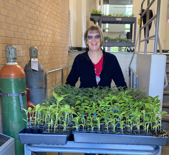 Ann Scott-Ettinger stands over a tray of plant starts before delivering them to the resource center, Our Place.