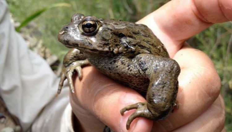 Erim Gomez holds frog for demonstration.