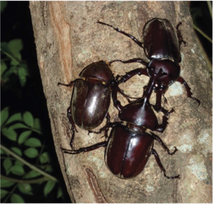 Three black Rhinoceros Beetles.