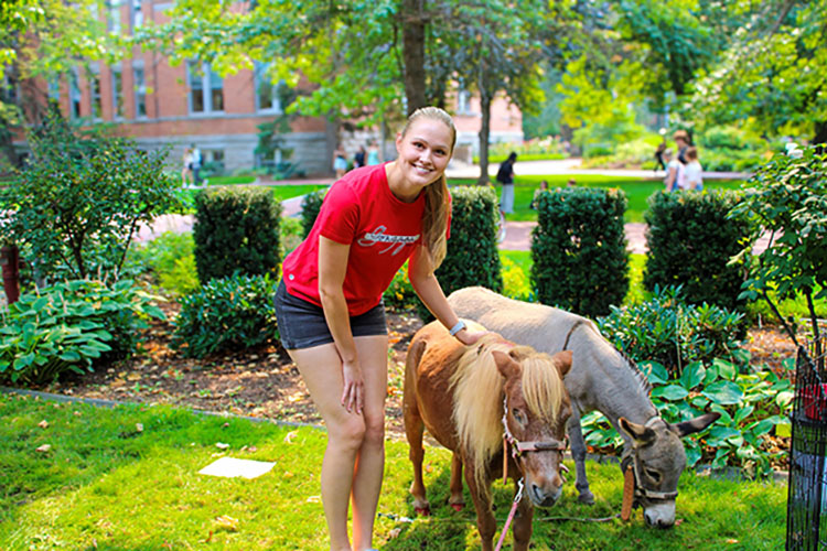 A person standing near two small ponies.