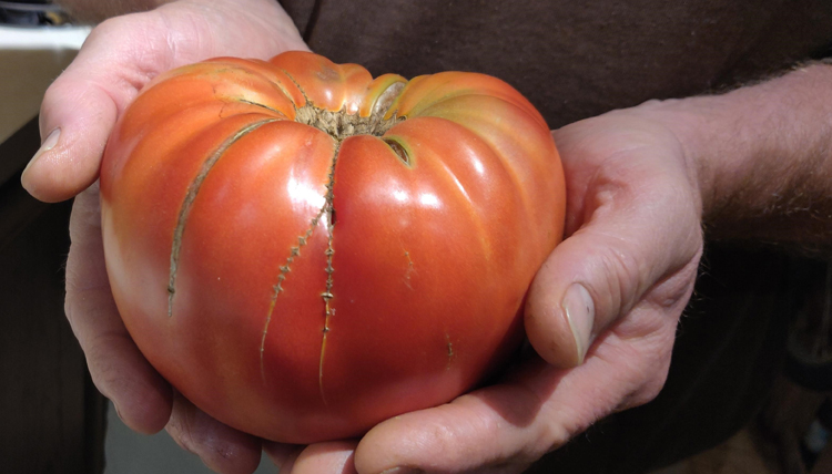 Elizabeth's tomato