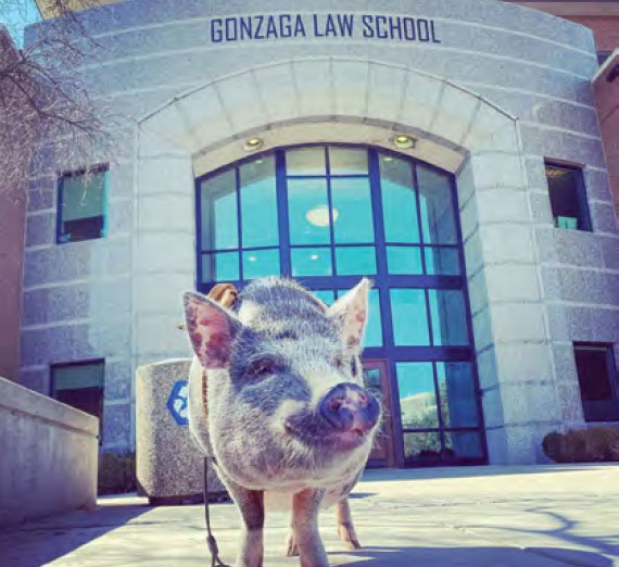 A pig stands proudly in front of the Gonzaga Law School entrance.