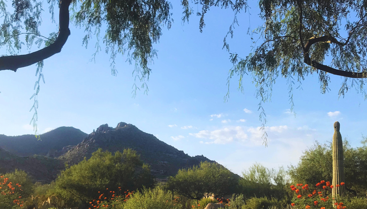 photo of a blue sky-ed Arizona with a mountain and cacti in frame.