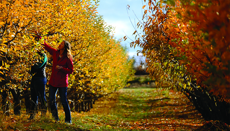 A woman reaches to pick an apple from a tree with yellow leaves in an orchard. 