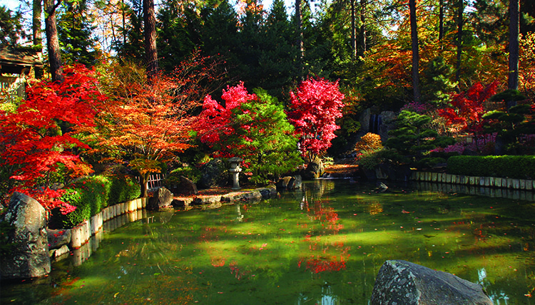 Beautiful fall trees surround a small pond in a Japanese garden.