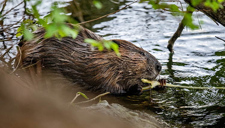 a beaver chewing on a stick