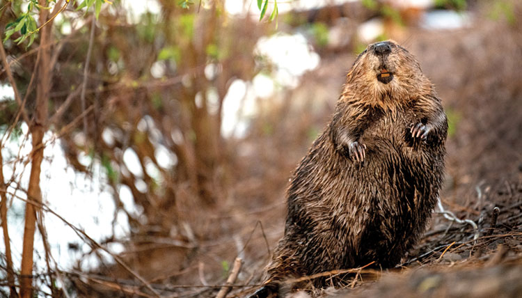 a beaver up close, standing on the lakeshore