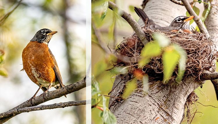 two photos of individual birds, one in nest