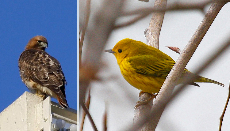 a hawk and a bright yellow bird are residents at Gonzaga's Lake Arthur