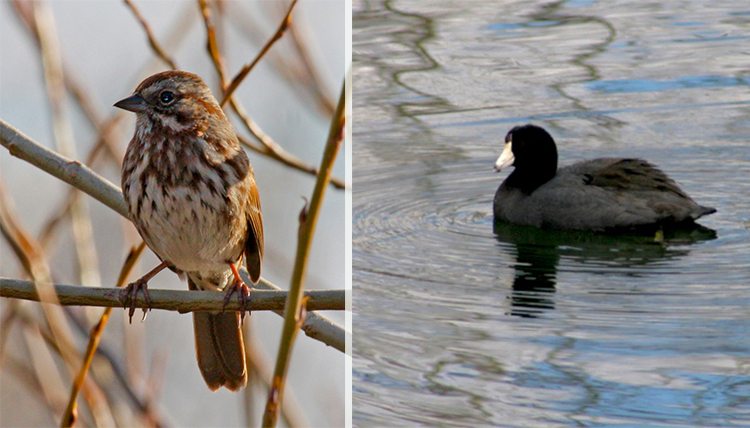 a brown bird and a black duck living at Lake Arthur