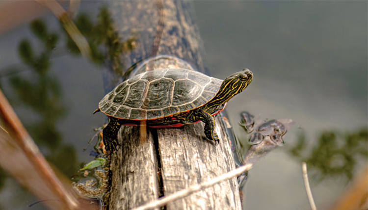 turtle on a log in the water