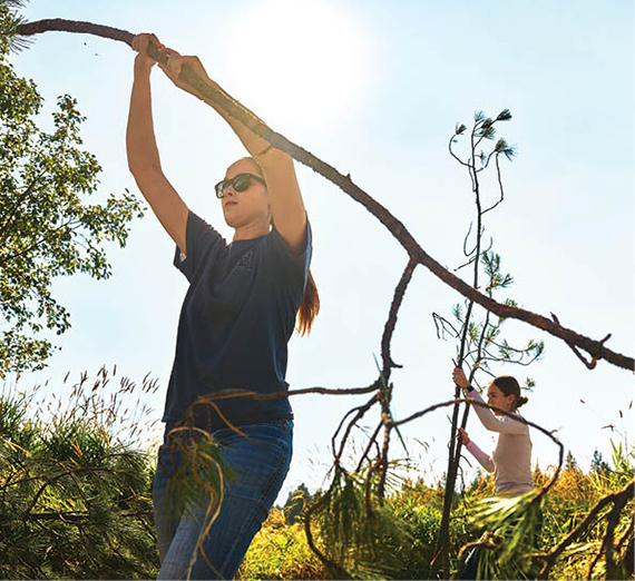 Students weave young pine boughs