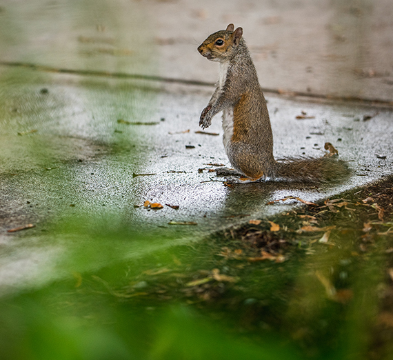 a squirrel on a wet sidewalk pauses, upright 