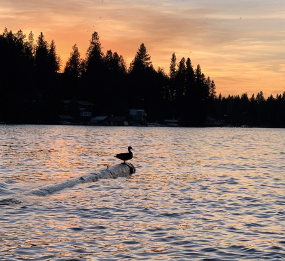 bird on a log in the water at sunset